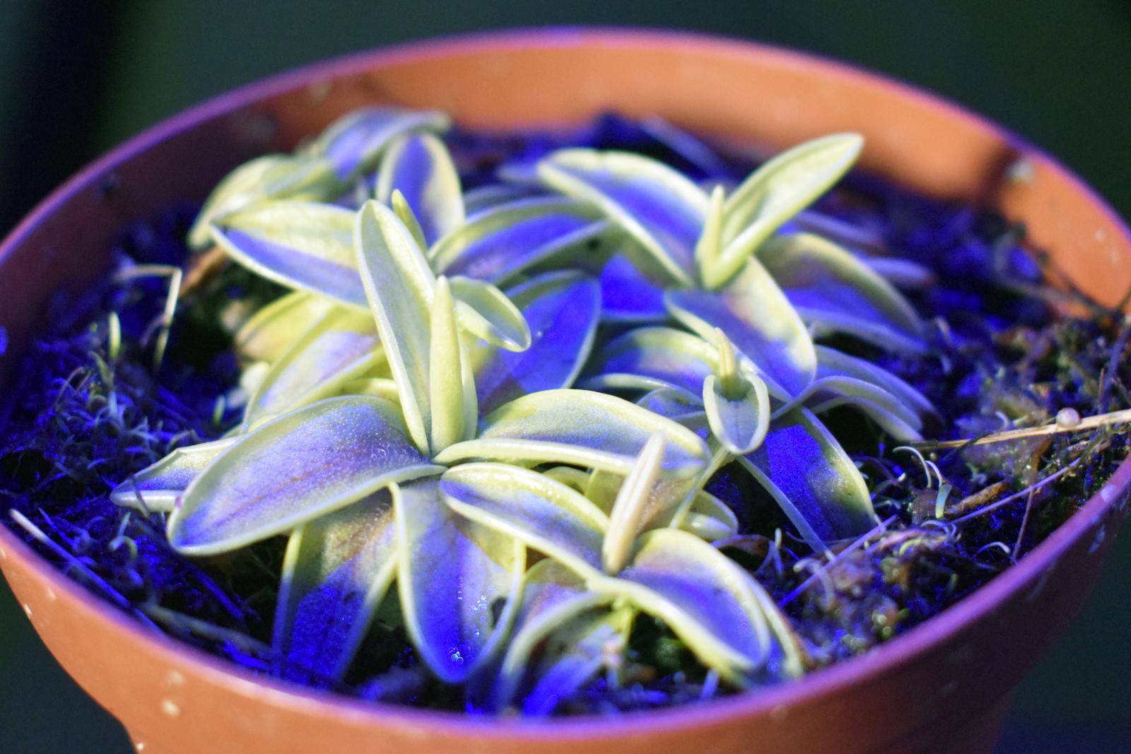 Butterworts Akron Zoo